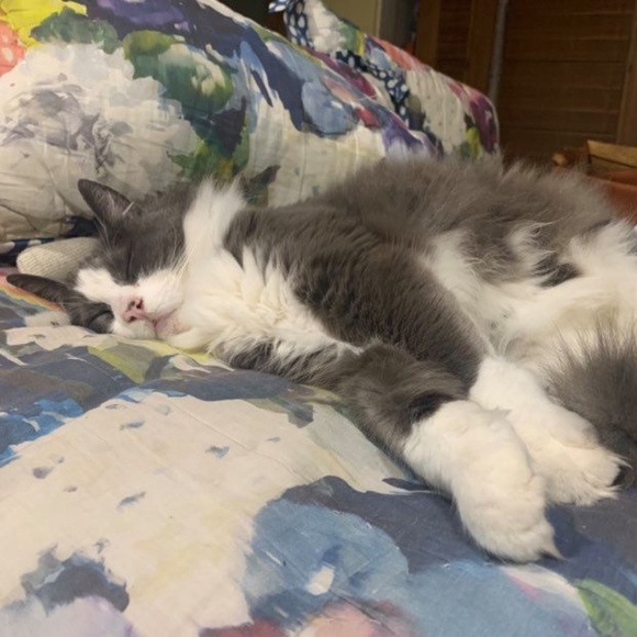 Meet your Posher, Chloe - Picture 2 of 2